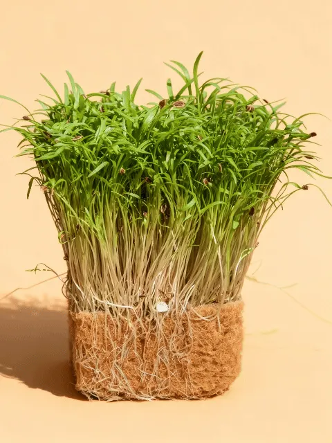 Dill Dakota Microgreens